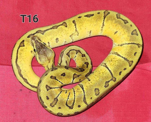 Preview of the first image of Royal Pythons Hatched 2021 and 2022.