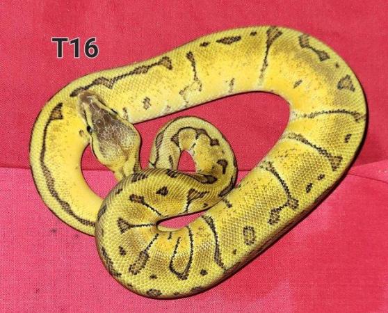 Image 1 of Royal Pythons Hatched 2021 and 2022