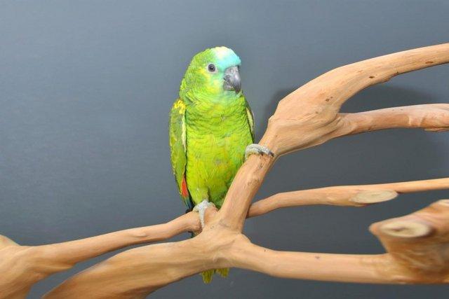 Image 4 of Baby Blue Fronted Amazon Talking Parrot,19