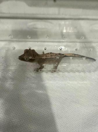 Image 9 of Crested gecko babies available now