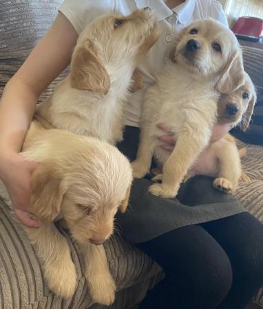 Image 3 of Labradoodle puppies 2 boys now available