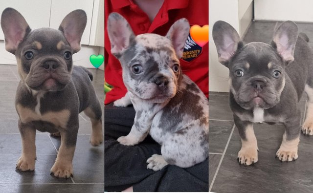 Image 7 of Ready to leaveKC French Bulldog puppies