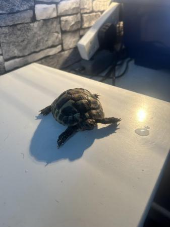 Image 1 of Herman’s tortoise for sale