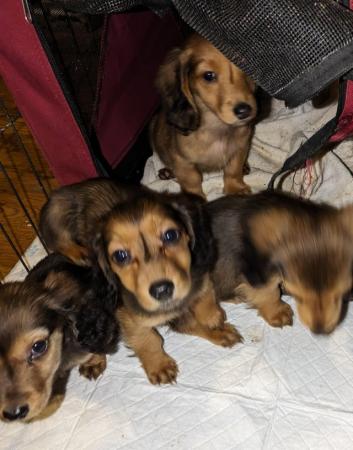 Image 1 of KC Reg Shaded red standard Long-haired Dachshunds