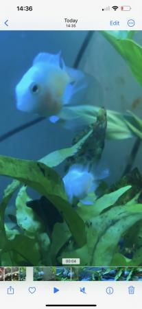 Image 2 of Platinum Dwarf Parrot Fish 3-4cm
