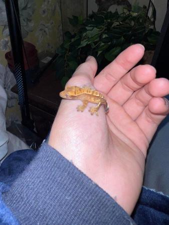 Image 1 of 4x baby HarleyQuinn crested geckos that need new homes