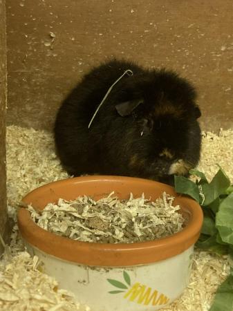 Image 2 of 6 month old male teddy guineapig
