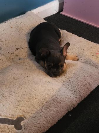 Image 4 of 8 month old french bulldog