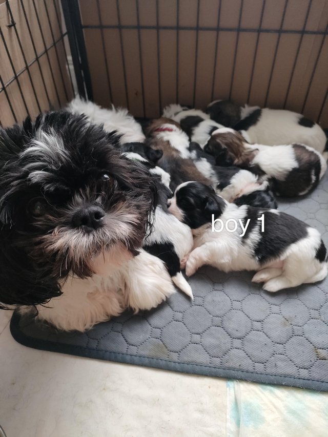 Preview of the first image of Lovely shih Tzu puppys looking forever home.