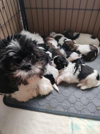 Image 1 of Lovely shih Tzu puppys looking forever home