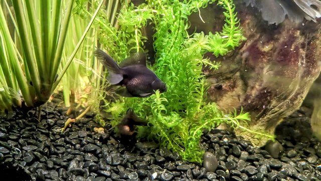 Image 5 of Black moor baby fish 2 1/2” long