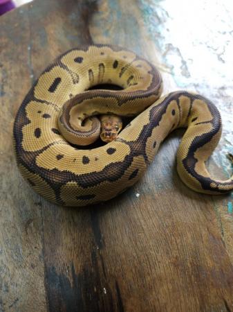Image 3 of Red Stripe Clown 1.0 Male Ball Python