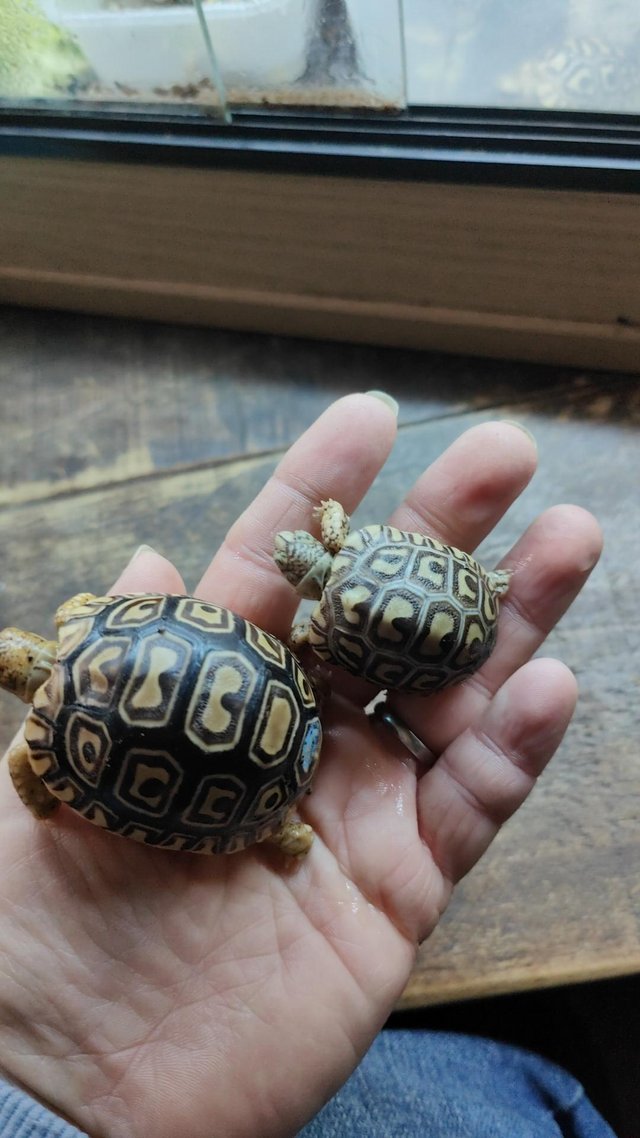 Preview of the first image of Leopard spotted Tortoises Babies.