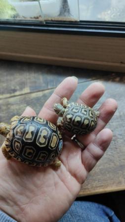 Image 1 of Leopard spotted Tortoises Babies