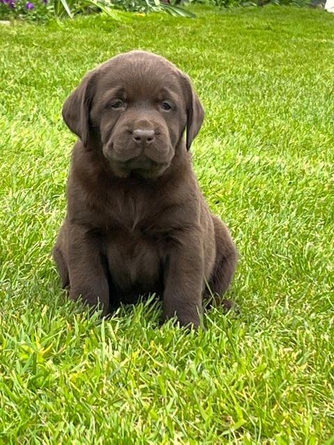 Preview of the first image of Quality Pedigree Chocolate Labradors.