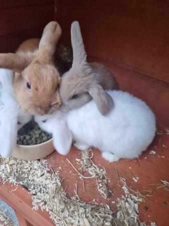 Image 3 of 10 week old bunnies 2 white and 1 grey