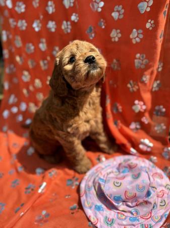 Image 2 of Stunning microchipped Ruby Red Cockapoo Girl