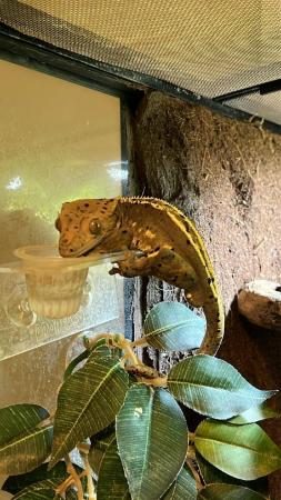 Image 10 of Crested gecko with FULL bioactive enclosure