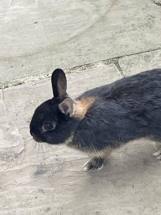 Preview of the first image of Netherlands dwarf rabbit.