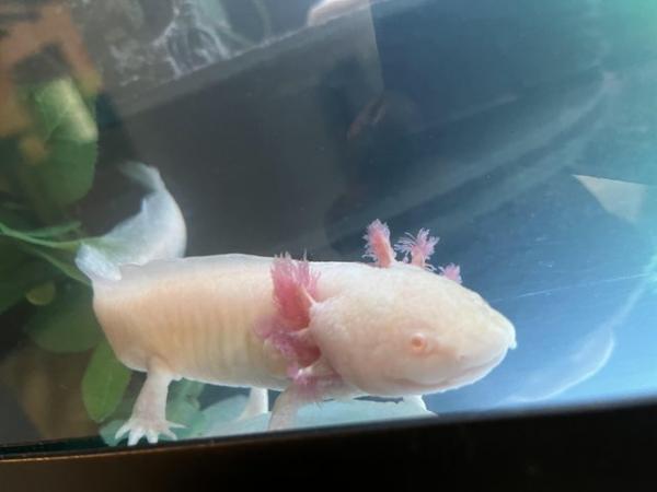 Image 10 of 2 year old Male axolotls available- various colours.