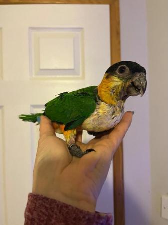 Image 9 of Hand Reared Black Headed Caiques READY NOW