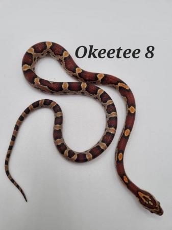 Image 6 of Okeetee het amel corn snakes ready now