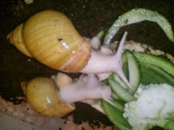 Image 5 of African Land Snails Jadatzi