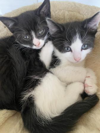 Image 3 of 2 male kittens, black, black&white