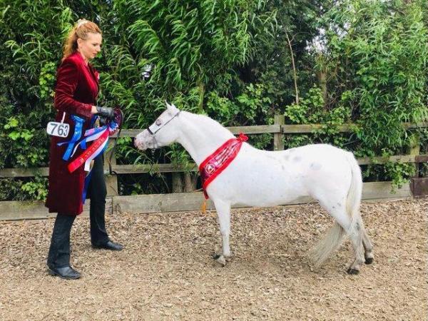 Image 1 of Champion spotted Miniature Horse Mare