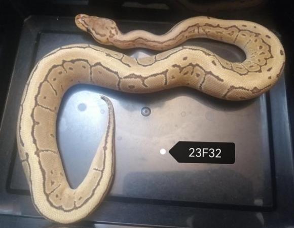 Image 6 of Royal Pythons to clear various genes