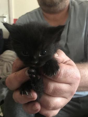 Image 5 of Beautiful kittens for sale