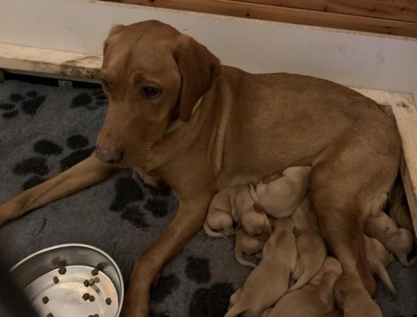 Image 4 of Gorgeous KC Registered Fox Red Labrador puppies