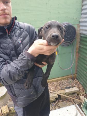 Image 1 of Lurcher pup fully wormed should make around 26 inch