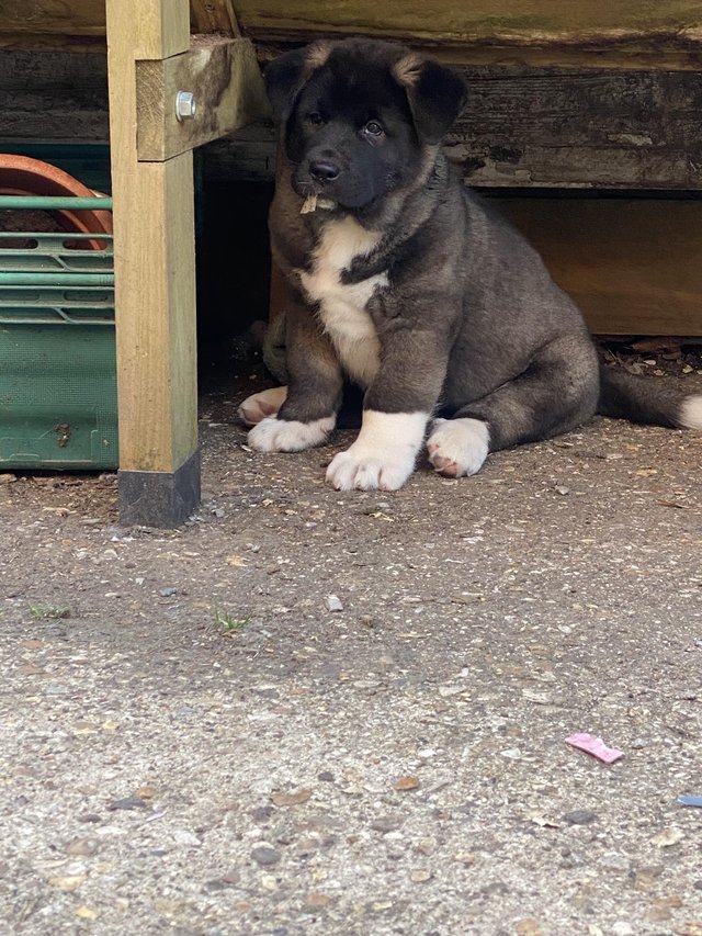 Preview of the first image of ONLY 3 GIRLS LEFT READY TO GO Chunky American Akita Puppies.