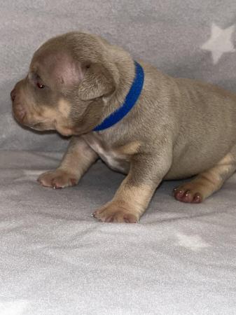 Image 15 of Pocket bully puppies for sale abkc registered