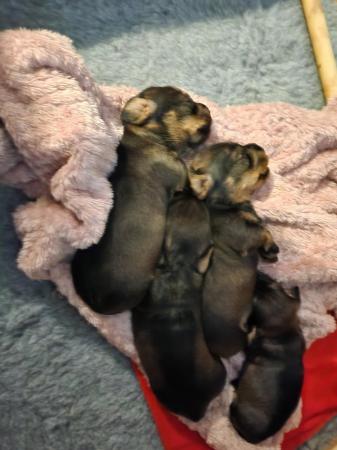 Image 3 of Mini Wire Dachshund pups. Kc reg Assured Breeder