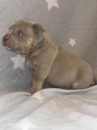 Image 18 of Pocket bully puppies for sale abkc registered