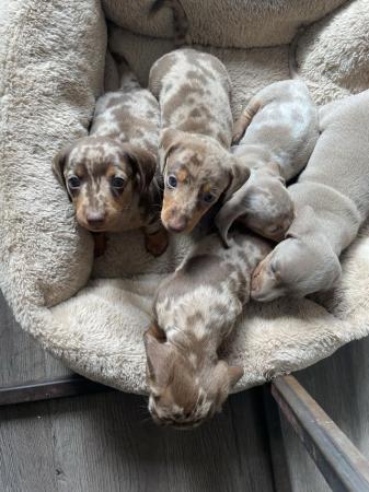 Image 4 of Quality bred Miniature Dachshunds 2 boys 1 girl for sale