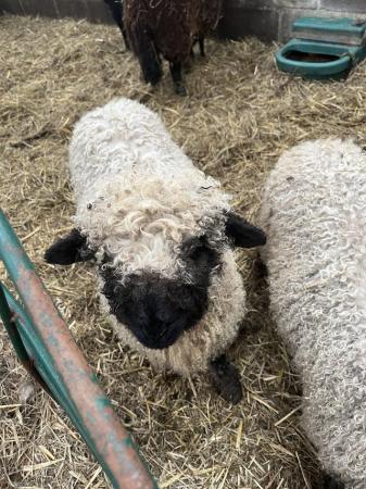 Image 2 of Silvernose ewe and her 2 3/4 Valais ewe lambs