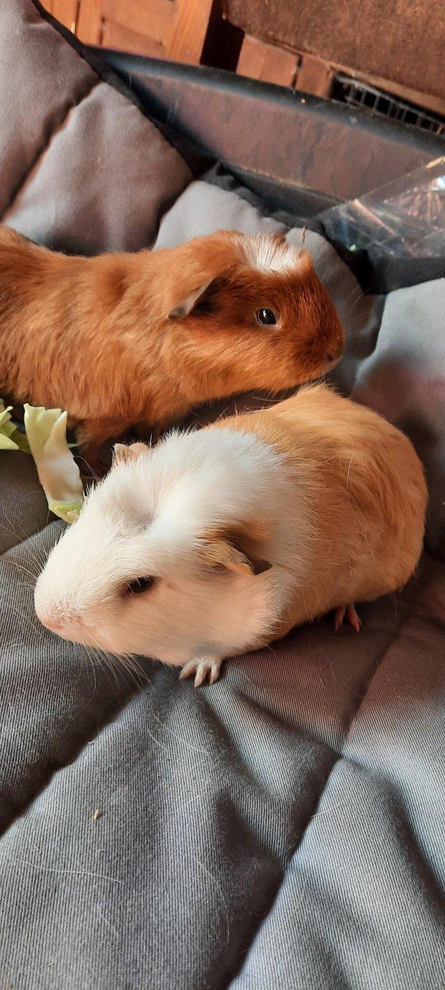 Preview of the first image of Baby Guinea pigs for sale.