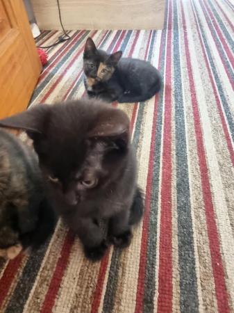 Image 3 of Three kittens for sale 2 girls and 1 boy
