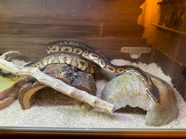 Image 1 of Pewter Royal (Ball) Python 2013, Male, Healthy