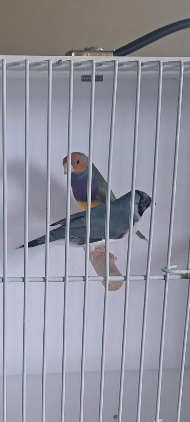 Preview of the first image of Gouldian and Bengali finches.