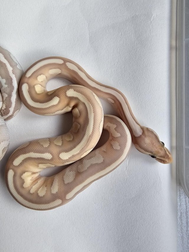 Preview of the first image of Banana nuclear fly orange dream pos het orange ghost.