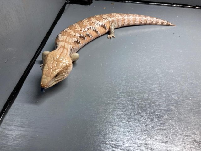 Preview of the first image of Wanted, Northern Blue Tongue Skink.