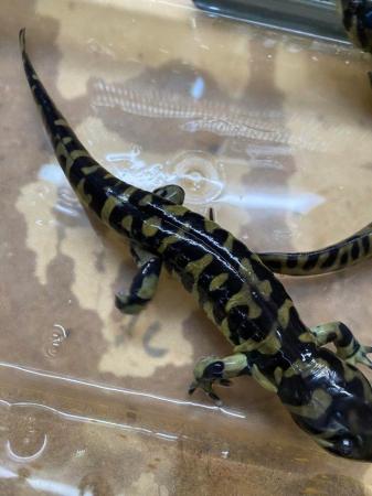 Image 2 of Sub adult Tiger salamanders £60 Each