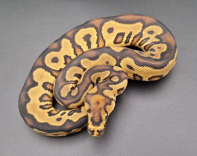Preview of the first image of Yellow Belly Clown 50% Het Pied Male Ball Python 230605.