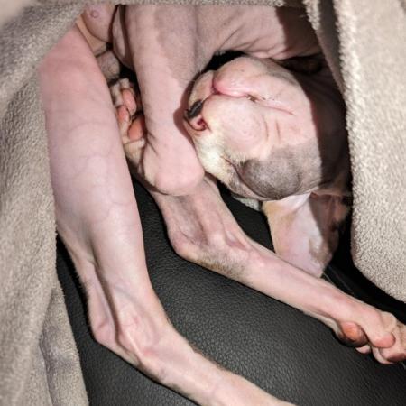 Image 4 of Sphynx kittens ready now
