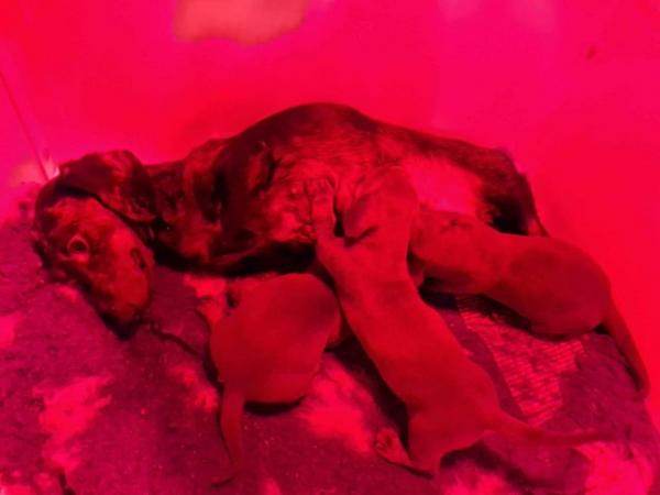 Image 5 of Dachshund puppies available now