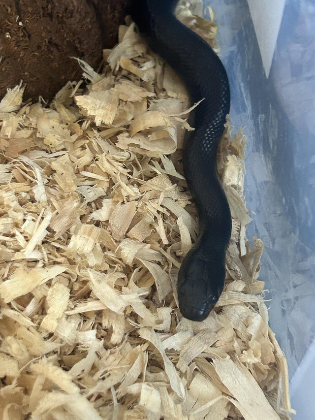 Preview of the first image of Baby Mexican black king snake.